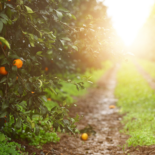 Just Jack Vetiver Eau de Parfum 100ml