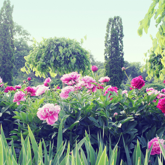 Just Jack Patchouli Eau de Parfum 100ml